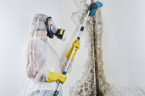 Best Bathroom Mold Remediation in Jackson, CA
