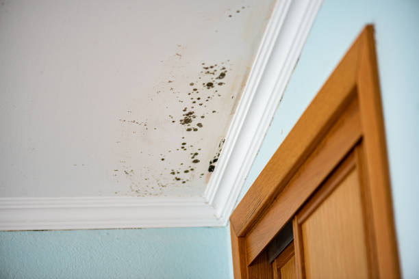 Best Residential Mold Remediation in Jackson, CA