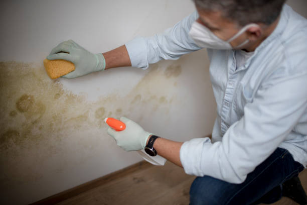 Best Mold Testing and Inspection Services in Jackson, CA