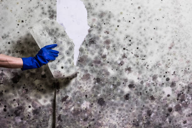 Best Basement Mold Remediation in Jackson, CA