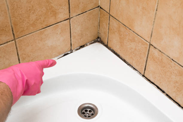 Jackson, CA Mold Remediation Company